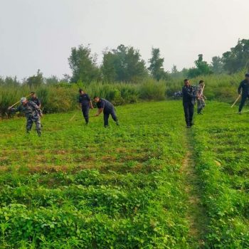 पर्साका ग्रामीण भेगमा गाँजाखेती फस्टायो