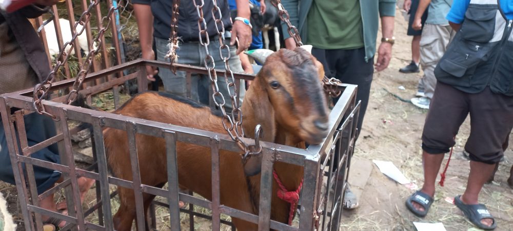 सिङमा हरियो रङ भएका खसीबोका मात्रै किन्नुहोस्