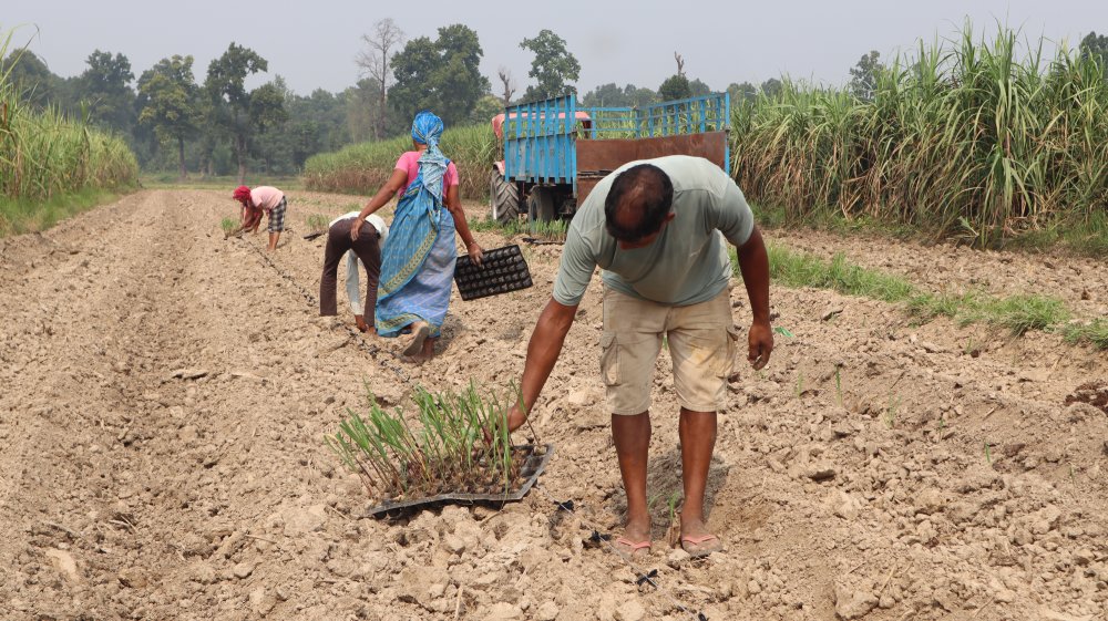 खेतीमा प्रविधिको प्रयोगले बढायो आम्दानी