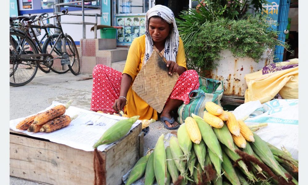 मकै बेचेर जीवन निर्वाह