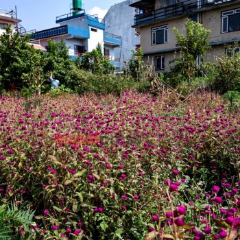 गुण्डुवासीलाई लाग्यो तिहार, मखमली फूल टिप्दै माला बुन्दै स्थानीय (तस्बिरहरू)