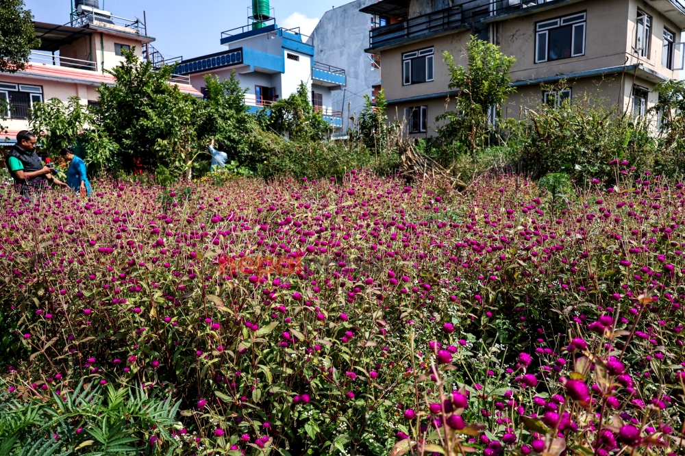 गुण्डुवासीलाई लाग्यो तिहार, मखमली फूल टिप्दै माला बुन्दै स्थानीय (तस्बिरहरू)