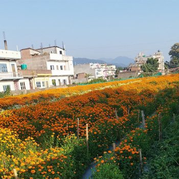 ढकमक्क फुल्न थाले सयपत्री, चिस्यान केन्द्र नहुँदा समस्या