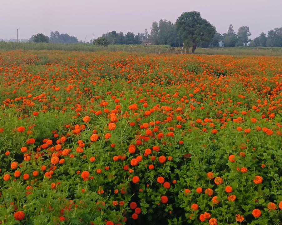 बाँकेमा फस्टाउँदै व्यावसायिक फूलखेती