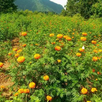 आँबुखैरेनीका महिला सयपत्री उत्पादनमा