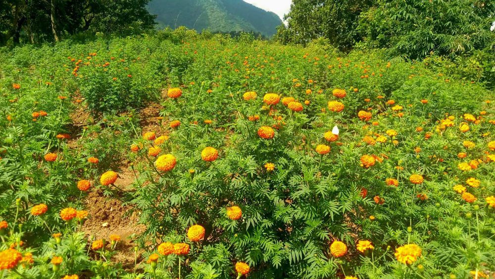 आँबुखैरेनीका महिला सयपत्री उत्पादनमा