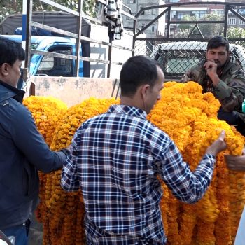 तिहार: सयपत्री फूलकाे व्यापार (तस्बिरहरु)