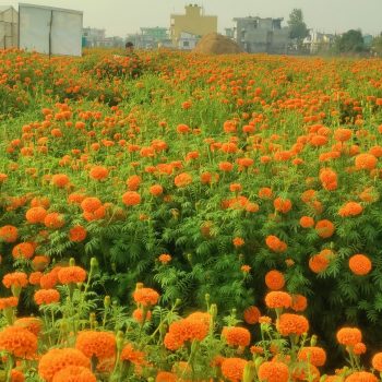 सयपत्री फूलको प्रयोग बढ्दा कृतिम फूलको आयात घट्यो