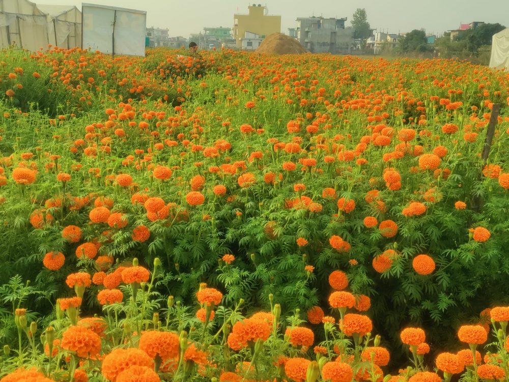 सयपत्री फूलको प्रयोग बढ्दा कृतिम फूलको आयात घट्यो