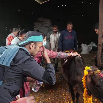 पशुपतिको गौशालामा गाई पूजा (तस्बिरहरु)