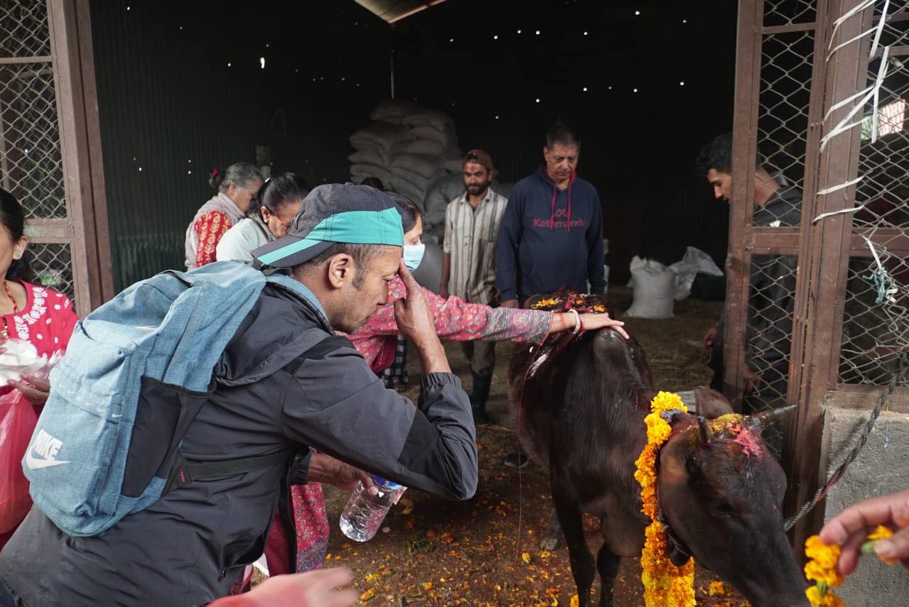 पशुपतिको गौशालामा गाई पूजा (तस्बिरहरु)