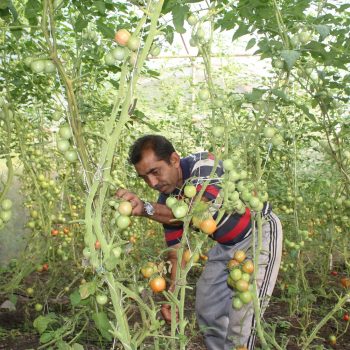 चन्द्रबहादुर भन्छन्- ‘आफ्नै खेतबारीमा नङग्रा खियाउँदा सन्तुष्टी मिल्दो रहेछ’