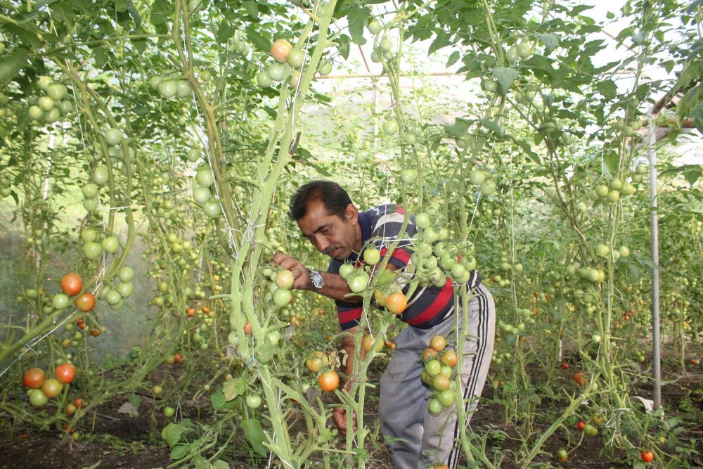 चन्द्रबहादुर भन्छन्- ‘आफ्नै खेतबारीमा नङग्रा खियाउँदा सन्तुष्टी मिल्दो रहेछ’