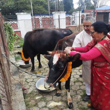 राष्ट्रपति पौडेलले गरे गाई पूजा