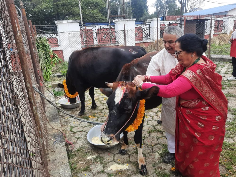 राष्ट्रपति पौडेलले गरे गाई पूजा