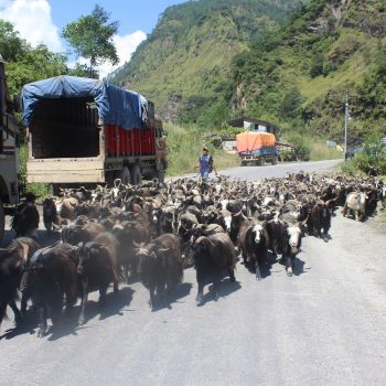 तिहारका लागि मुस्ताङबाट चार हजार भेडाच्याङग्रा बिक्री