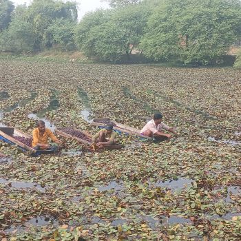 व्यावसायिक सिँगडाखेतीबाट गाउँमै लाखौँ आम्दानी