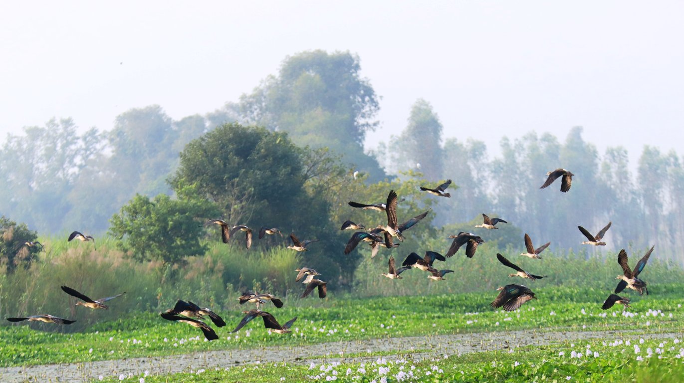 साइबेरियाका चरा कैलाली–कञ्चनपुरमा