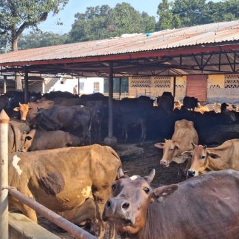 स्थानीय जातका गाई संरक्षण गर्न एक करोडको कोष