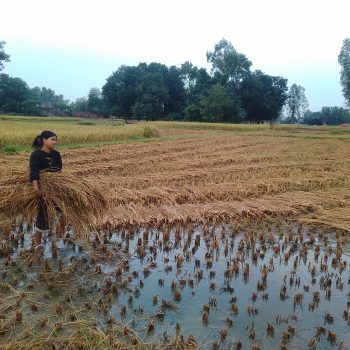 बेमौसमी वर्षाले धान बालीमा क्षति हुँदा पर्वत र बाँकेका किसान समस्यामा