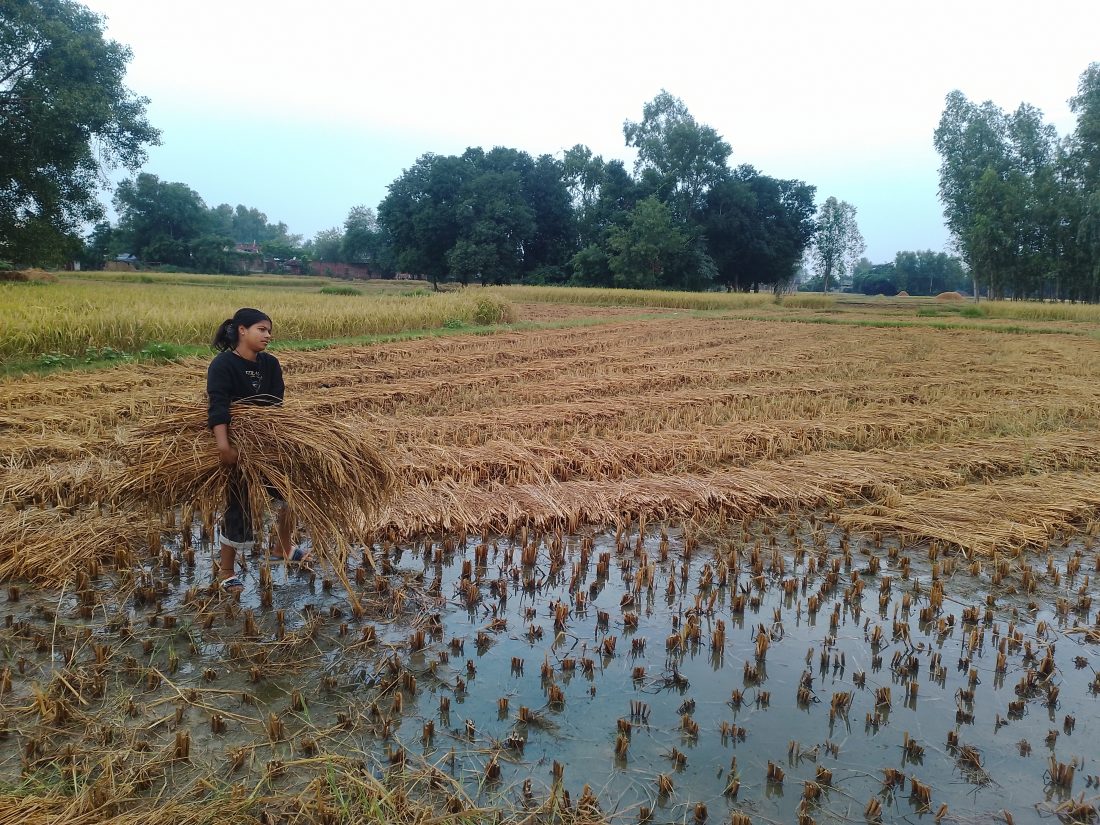 बेमौसमी वर्षाले धान बालीमा क्षति हुँदा पर्वत र बाँकेका किसान समस्यामा