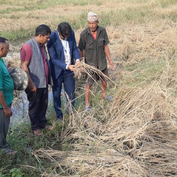 फेवाफाँटको जेठोबुढोमा गभारोः भित्राउने बेला धान न पराल