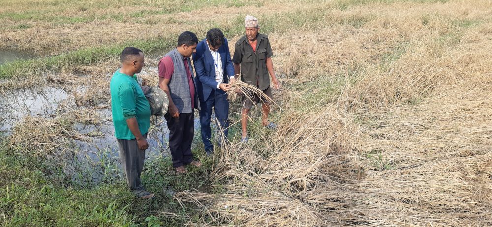 फेवाफाँटको जेठोबुढोमा गभारोः भित्राउने बेला धान न पराल