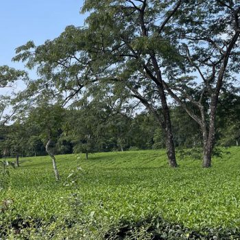 झापामा सीटीसी चियाले पायो आकर्षक मूल्य, भारत निकासी ३६ प्रतिशतले वृद्धि