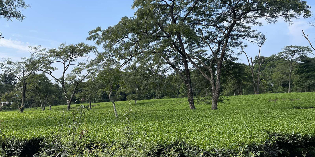 झापामा सीटीसी चियाले पायो आकर्षक मूल्य, भारत निकासी ३६ प्रतिशतले वृद्धि