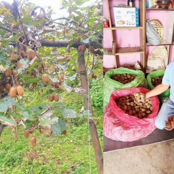 वडाको कामसँगै किबीखेतीमा व्यस्त वडाध्यक्ष थापा