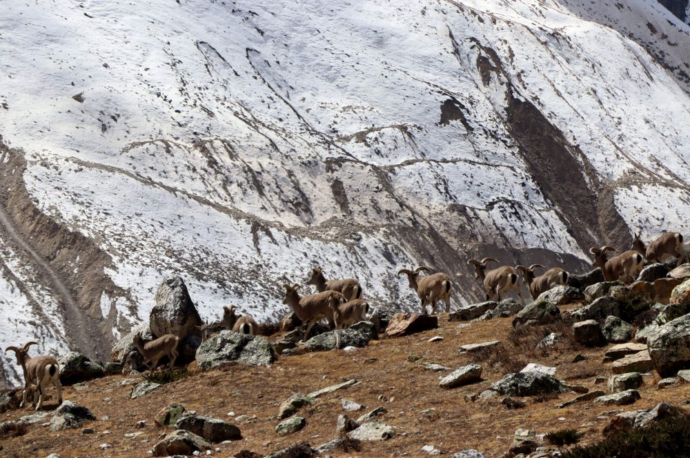 हिमाल जोगाउन पैरवी