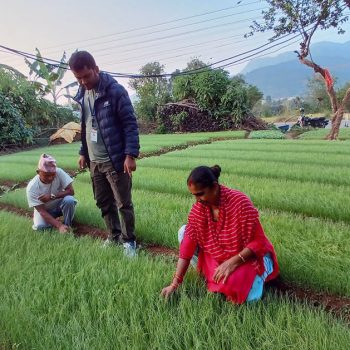 प्याजका बिरुवा बेचेर डेढ लाख कमाइ