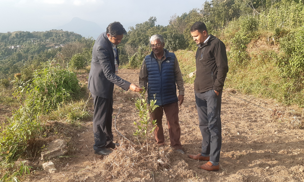 पोखराको बाँझो जग्गामा कागती खेती