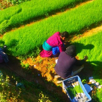 सागसब्जी र बेर्ना बेचेरै वार्षिक २६ लाख आम्दानी