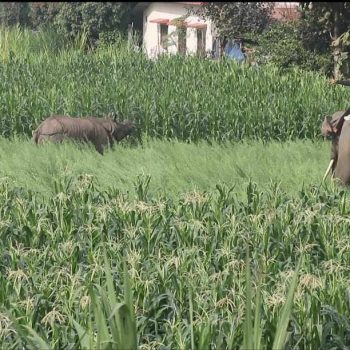 चितवनमा गाउँ पसेर गैंडाको आक्रमण : एक जनाकाे मृत्यु, ७ घाइते