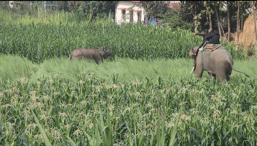 चितवनमा गाउँ पसेर गैंडाको आक्रमण : एक जनाकाे मृत्यु, ७ घाइते