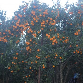 म्याग्दीको दोसल्ले गाउँबाट एक करोड ५० लाख बढीको सुन्तला बिक्री