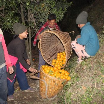 म्याग्दीमा सुन्तला बिक्री गर्न बजार खोज्नुपर्ने झन्झट हट्यो