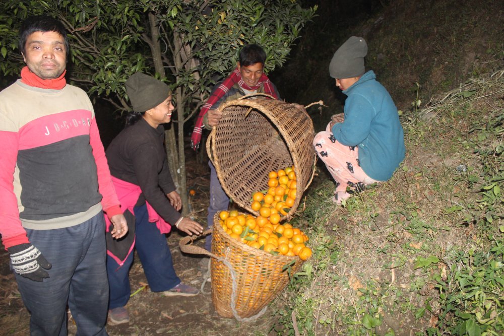 म्याग्दीमा सुन्तला बिक्री गर्न बजार खोज्नुपर्ने झन्झट हट्यो