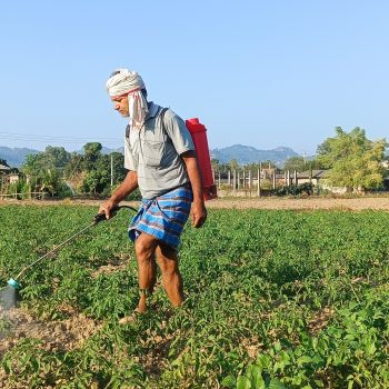 व्यापार छाडेर टमाटर खेती, वार्षिक पाँच लाखभन्दा बढी आम्दानी