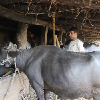 दूध बेचेर वार्षिक २० लाख कमाइ