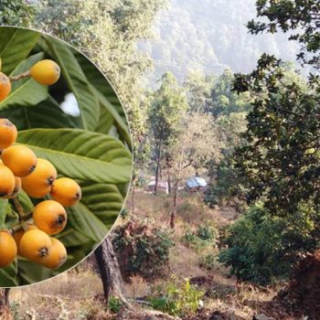 चुरेमा चिउरी रोप्न दाताकाे खोजी