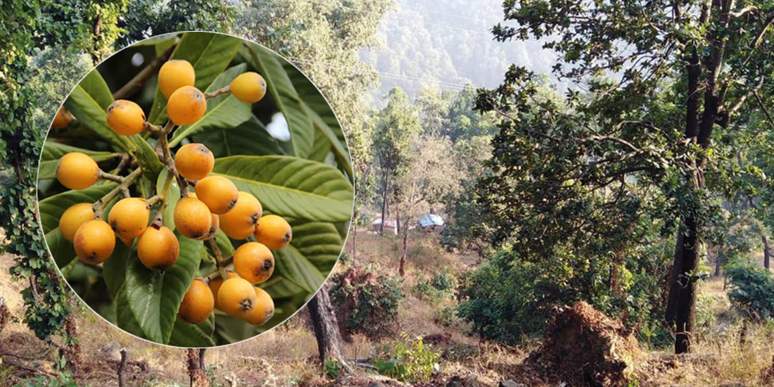 चुरेमा चिउरी रोप्न दाताकाे खोजी