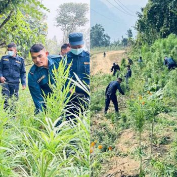 मकवानपुरमा गाँजा खेती, स्थानीय र प्रहरीबीच सधैंको लुकामारी !