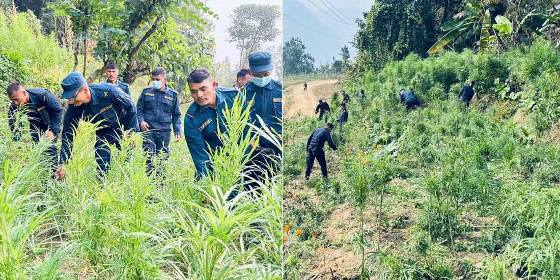 मकवानपुरमा गाँजा खेती, स्थानीय र प्रहरीबीच सधैंको लुकामारी !