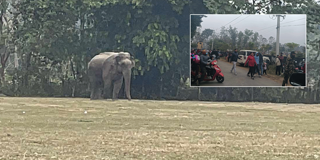 चितवनको हात्ती महोत्सवमा जंगली हात्ती प्रवेश गरेपछि…