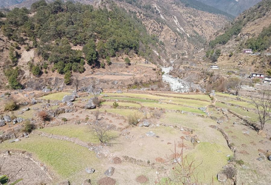 वर्षा नहुँदा हुम्लाका किसान चिन्तित