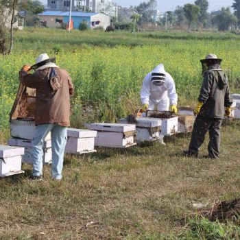 मौरीपालनबाट लाभान्वित किसान