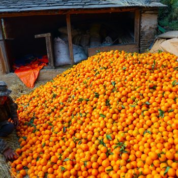 सुन्तला बेचेर २० लाख आम्दानी