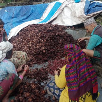 अलैँची उत्पादनमा वृद्धि, एकै वर्षमा ६ करोडको कारोबार